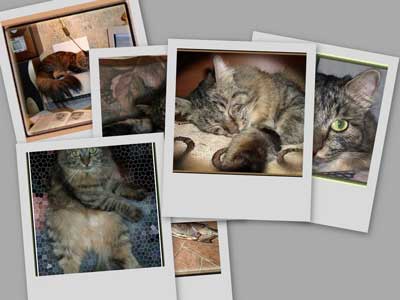 Фотоальбом "Мяу-Мяу" покажет 6 фотографий моего кота. КЛИКНИ  НА  КАРТИНКЕ!